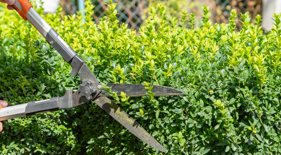 Tree Trimming Services